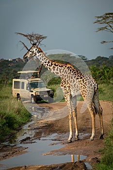 Masai giraffe blocks flooded road for jeep