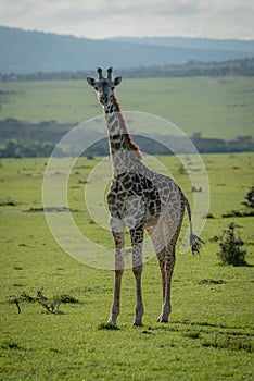 Masai giraffe calf stands staring at camera