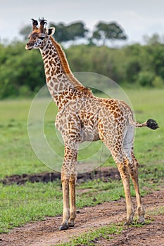 Masai Giraffe Calf Tail Flicking