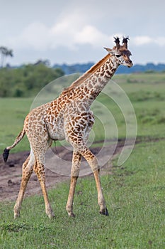 Masai Giraffe Calf Walking