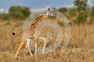 Masai Giraffe Calf Walking