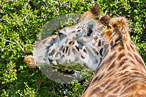 Masai Giraffe Eating Acacia Leaves