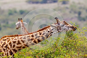 Masai Giraffe Eating Acacia Leaves