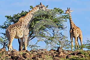 Masai Giraffe Eating Acacia Leaves