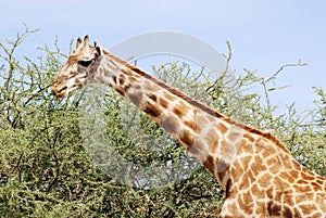 Masai Giraffe eating of an acacia tree