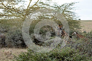 Masai giraffe are eating from acacia tree in Nairobi national park in Kenya, Africa.