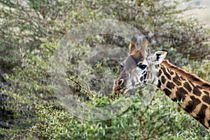 Masai giraffe are eating from acacia tree in Nairobi national park in Kenya, Africa.