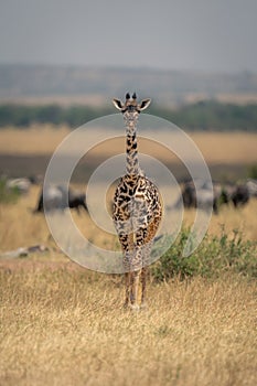 Masai giraffe faces camera near blue wildebeest