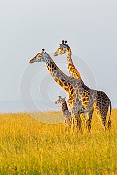 Masai Giraffe Family photo