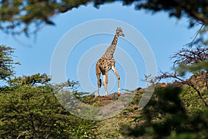 Masai Giraffe Framed by Acacia