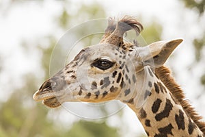 Masai Giraffe (Giraffa camelopardalis tippelskirchi)