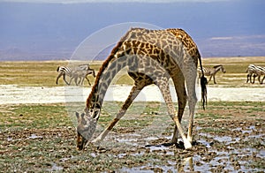 Masai Giraffe, giraffa camelopardalis tippelskirchi, Adult Drinking, Masai Mara Park in Kenya photo