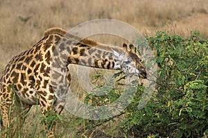 Masai Giraffe, giraffa camelopardalis tippelskirchi, Adult eating Acacia`s Leaves, Masai Mara Park in Kenya