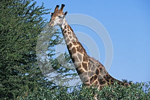 Masai Giraffe, giraffa camelopardalis tippelskirchi, Adult eating Leaves of Acacia, Kenya