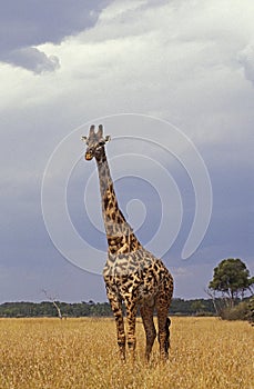 Masai Giraffe, giraffa camelopardalis tippelskirchi, Adult in Savanna, Masai Mara Park in Kenya photo
