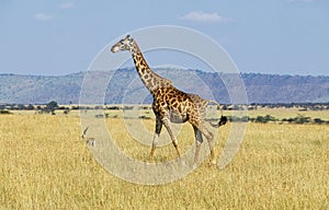 Masai Giraffe, giraffa camelopardalis tippelskirchi, Adult in Savannah, Masai Mara Park in Kenya photo