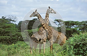 Masai Giraffe, giraffa camelopardalis tippelskirchi, Adults in Acacia Forest, Masai Mara Park in Kenya photo