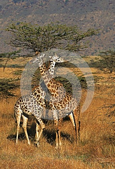 Masai Giraffe, giraffa camelopardalis tippelskirchi, Adults in Savanna, Masai Mara Park in Kenya photo