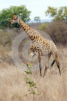 The Masai giraffe Giraffa camelopardalis tippelskirchi, also spelled Maasai giraffe in a savanna photo