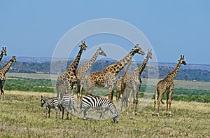 Masai Giraffe, giraffa camelopardalis tippelskirchi, Burchell`s Zebra, giraffa camelopardalis tippelskirchi, Masai Mara park in photo