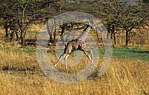 Masai Giraffe, giraffa camelopardalis tippelskirchi, Calf running, Masai Mara Park in Kenya photo