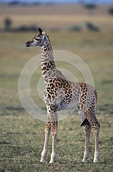 Masai Giraffe, giraffa camelopardalis tippelskirchi, Calf in Savanna, Masai Mara Park in Kenya photo