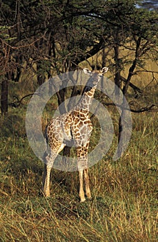 Masai Giraffe, giraffa camelopardalis tippelskirchi, Calf in Savanna, Masai Mara Park in Kenya photo
