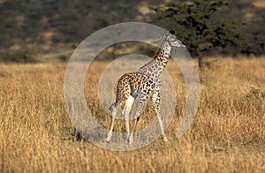 MASAI GIRAFFE giraffa camelopardalis tippelskirchi, CALF STANDING IN SAVANNAH, MASAI MARA PARK IN KENYA photo