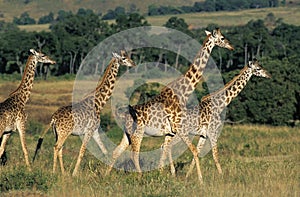 Masai Giraffe, giraffa camelopardalis tippelskirchi, Group in Masai Mara Park in Kenya photo