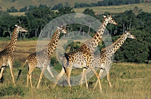 Masai Giraffe, giraffa camelopardalis tippelskirchi, Group in Masai Mara Park in Kenya