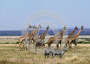 Masai Giraffe, giraffa camelopardalis tippelskirchi, Group in Savanah, Masai Mara Park in Kenya