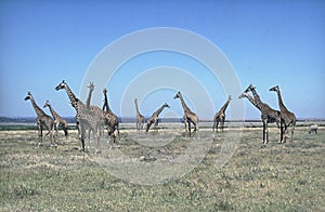 Masai Giraffe, giraffa camelopardalis tippelskirchi, Group in Savanah, Masai Mara Park in Kenya