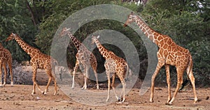 Masai Giraffe, giraffa camelopardalis tippelskirchi, Group standing in Savanna, Masai Mara Park in Kenya