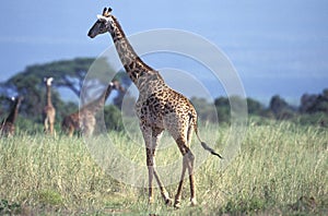 MASAI GIRAFFE giraffa camelopardalis tippelskirchi, GROUPE OF ADULTS IN SAVANNAH, KENYA