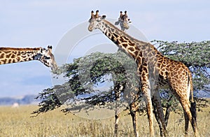 MASAI GIRAFFE giraffa camelopardalis tippelskirchi, GROUPE NEAR ACACIA TREE, KENYA