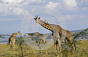 Masai Giraffe, giraffa camelopardalis tippelskirchi, Herd eating Acacia`s Leaves, Masai Mara Park in Kenya