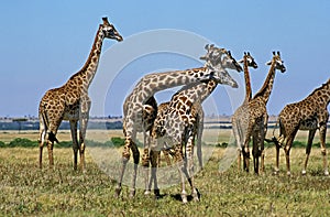Masai Giraffe, giraffa camelopardalis tippelskirchi, Herd at Masai Mara Park in Kenya photo