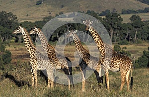 Masai Giraffe, giraffa camelopardalis tippelskirchi, Herd in Savanna, Kenya