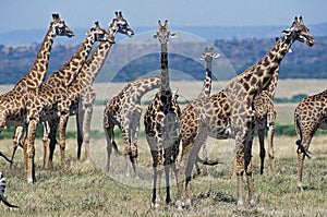 MASAI GIRAFFE giraffa camelopardalis tippelskirchi, HERD IN SAVANNAH, KENYA