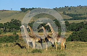 Masai Giraffe, giraffa camelopardalis tippelskirchi, Herd in Savannah, Masai Mara Park in Kenya photo