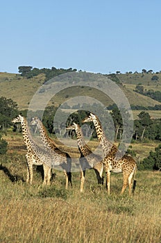 Masai Giraffe, giraffa camelopardalis tippelskirchi, Herd standing in Savanna, Masai Mara Park in Kenya photo