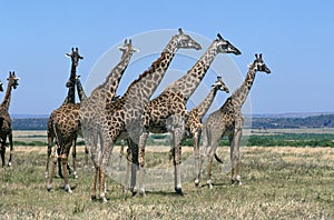 Masai Giraffe, giraffa camelopardalis tippelskirchi, Herd standing in Savannah, Masai Mara park in Kenya photo