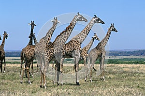 Masai Giraffe, giraffa camelopardalis tippelskirchi, Herd standing in Savannah, Masai Mara park in Kenya