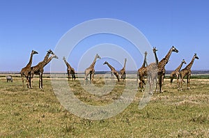 MASAI GIRAFFE giraffa camelopardalis tippelskirchi IN KENYA