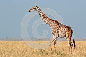 Masai giraffe