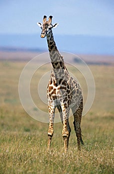 Masai Giraffe, giraffa camelopardalis tippelskirchi, Masai Mara Park in Kenya photo