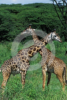 Masai Giraffe, giraffa camelopardalis tippelskirchi, Masai Mara Park in Kenya photo