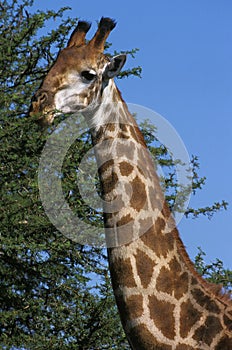Masai Giraffe, giraffa camelopardalis tippelskirchi, Masai Mara park in Kenya photo