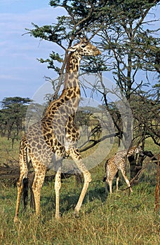 Masai Giraffe, giraffa camelopardalis tippelskirchi, Mother with Calf, Masai Mara Park in Kenya photo