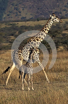 Masai Giraffe, giraffa camelopardalis tippelskirchi, Mother with Calf in Savanna, Masai Mara Park in Kenya photo